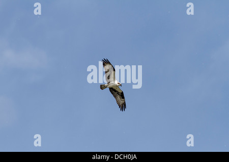 Fischadler (Pandion Haliaetus) im Flug und steigenden gegen blauen Himmel, Raptor, die auf der Suche nach Fisch. Voll und ganz bunte Flügel ausbreiten Stockfoto