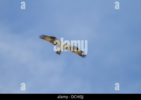 Fischadler (Pandion Haliaetus) im Flug und steigenden gegen blauen Himmel, Raptor, die auf der Suche nach Fisch. Voll und ganz bunte Flügel ausbreiten Stockfoto