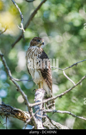 Sharp – Shinned Hawk-Juvenile (Accipiter Striatus) erste Jahr Falke thront in der Nähe des Nestes. Vertikale Porträt. Attons Lake Park Stockfoto