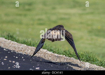 Swainson der Falke (Buteo Swainsoni) Juvenile. In Flug-Aktion, wie es zieht von der Straße. Strathmore, Alberta, Kanada Stockfoto