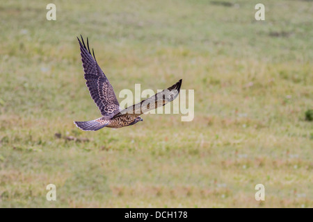 Swainson der Falke (Buteo Swainsoni) Juvenile. Aktion erschossen, auf der Flucht, auf der Suche nach Nahrung. Strathmore, Alberta, Kanada Stockfoto