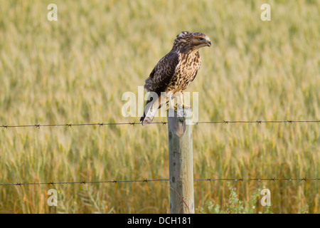 Swainson der Falke (Buteo Swainsoni) Juvenile. Sitzen auf Zaunpfahl, erbrechend, in der Morgensonne. Carsland, Alberta, Kanada Stockfoto