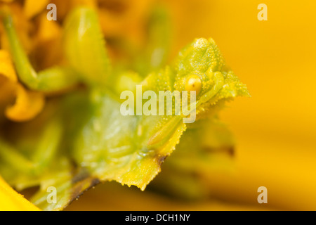 Gezackte Ambush Bug (Phymata SP.) auf Blume. Stockfoto