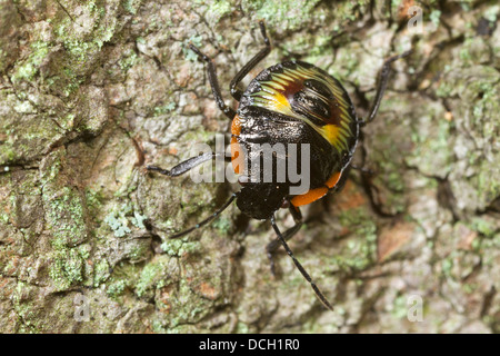 Grün stinken Bug Nymphe (Chinavia Hilaris) Stockfoto