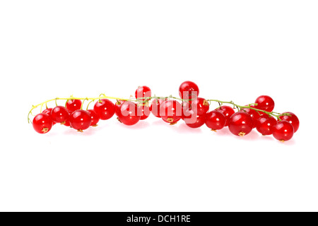 Rote Johannisbeere Stockfoto