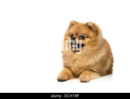 Deutscher Zwergspitz Welpen isoliert auf weiss Stockfoto