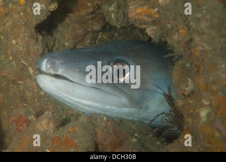 Conger Eel Conger Conger und gemeinsamen Garnele Palaemon Serratus auf gesehen beim Tauchen des Wracks des Kyarra, Dorset Stockfoto