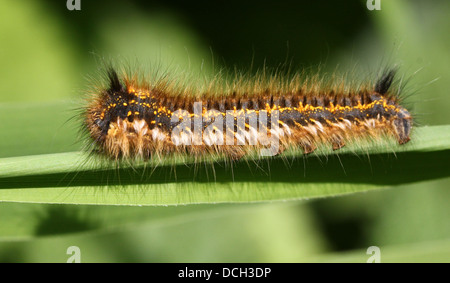 Nahaufnahme von der Raupe der Trinker Motte (Euthrix Potatoria) Stockfoto
