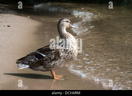 Stockente oder Ente (Anas Platyrhynchos) gehen zum Schwimmen in einem See außerhalb von Stockholm, Schweden. Stockfoto