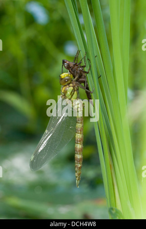 Eine südliche Hawker Libelle (Aeshna Cyanea) trocknet nach dem Schlupf aus Gartenteich. Hastings, East Sussex, UK Stockfoto