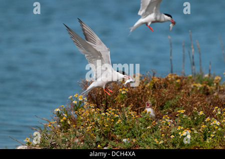 Eine Seeschwalbe (Sterna Hirundo) kehrt nach dem Nest und Küken mit einem Fisch in den Schnabel, Roggen Hafen Nature reserve, UK Stockfoto