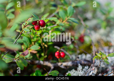 Preiselbeeren oder Preiselbeeren wächst natürlich in den Wald, Schweden. Stockfoto