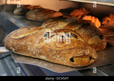 Frisch gebackenes Brot in einem elektrischen Ofen Stockfoto