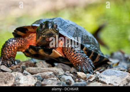 Holz Schildkröte Stockfoto