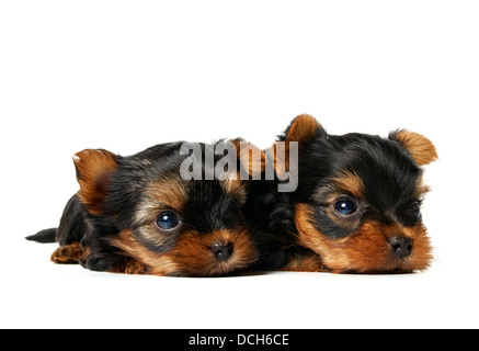 Zwei kleinen und kleinen Welpen der Yorkshire-Terrier Stockfoto