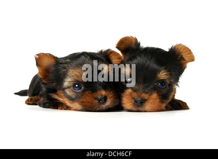 Zwei schöne Welpen. Yorkshire-Terrier. Stockfoto