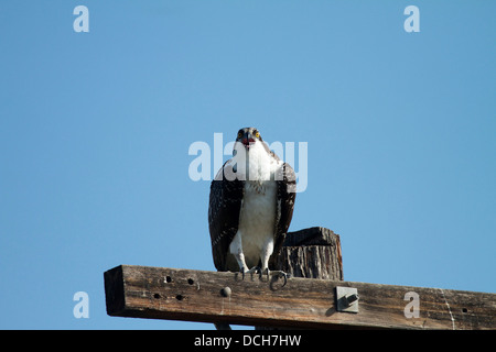 Wild Fischadler (Pandion haliaetus) auf einem Strommast gehockt Stockfoto