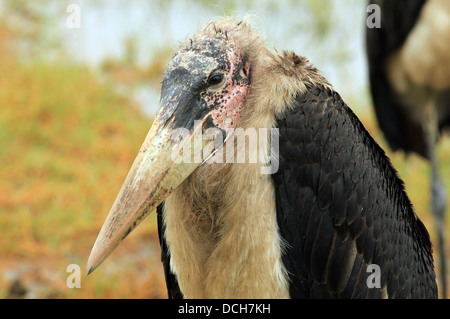 Marabou Storch (Leptoptilos Crumeniferus) Porträt, Lake Nakuru, Kenia Stockfoto