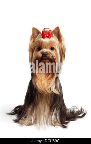 Ein Yorkshire-Terrier mit roter Schleife an der Spitze Stockfoto