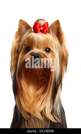 Porträt der Yorkshire-Terrier mit roter Schleife Stockfoto