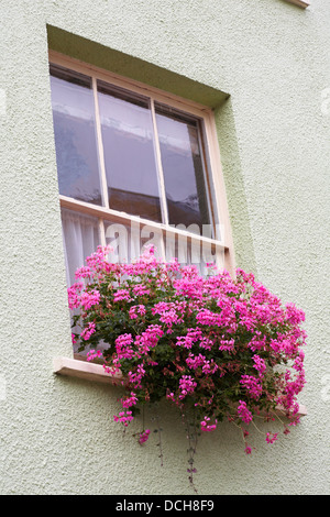 Rosa Geranien hängen aus Fenster Box des Hauses bei Lyme Regis, Dorset UK im August Stockfoto