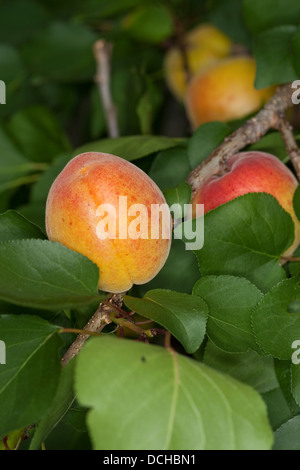 Aprikose, Aprikose, Aprikosen, Marille, Marillen, Früchte, fruchtbringender Baum, Obstbaum, Obstbaum, Prunus armeniaca Stockfoto