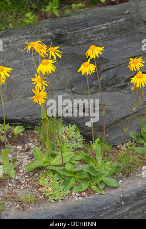 Arnika, Leopards Bane, Wolf's Bane, Tabak, echte Arnika, bergwohlverleih, Berg-wohlverleih, Arnica montana Stockfoto