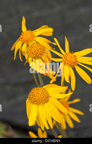 Arnika, Leopards Bane, Wolf's Bane, Tabak, echte Arnika, bergwohlverleih, Berg-wohlverleih, Arnica montana Stockfoto