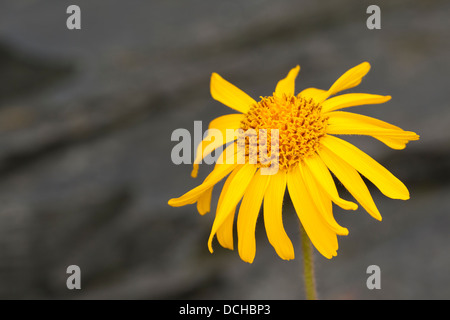 Arnika, Leopards Bane, Wolf's Bane, Tabak, echte Arnika, bergwohlverleih, Berg-wohlverleih, Arnica montana Stockfoto