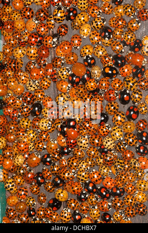 Asiatische Lady Beetle, Harlekin Lady Käfer, Marienkäfer, Marienkäfer, Asiatischer Marienkäfer, Harlekin, Marienkäfer, Harmonia Axyridis Stockfoto