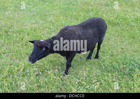 das Bild der schwarzen Schafe weiden auf Rasen Stockfoto