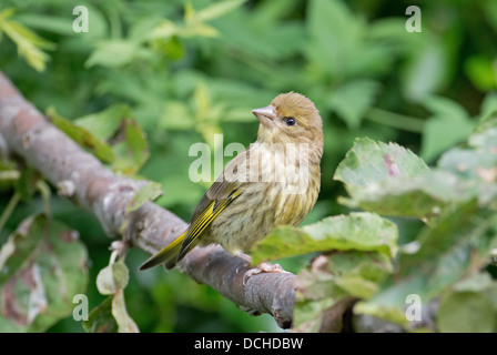 Juvenile Grünfink - Zuchtjahr Chloris gehockt Zweig. Sommer. UK Stockfoto