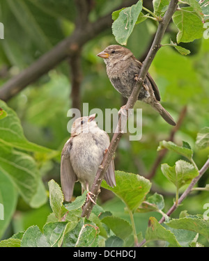 Juvenile Haussperling Passer Domesticus, betteln Mutter (weiblich) für Lebensmittel. Sommer. UK Stockfoto