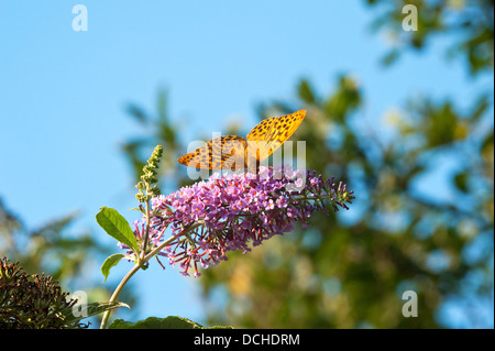 Silber-washed Fritillary Fütterung auf Sommerflieder Schmetterlingsstrauch Stockfoto