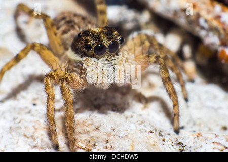 Porträt einer springenden Spinne Stockfoto