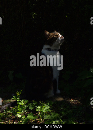 Tabby Katze starrte auf die Sonne Stockfoto