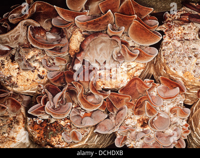 Pilz, Landwirtschaft, Malaysia. Große Pakete von essbaren Pilzen Halterung werden häufig horizontal zum Markt Verkauf angebaut. Stockfoto