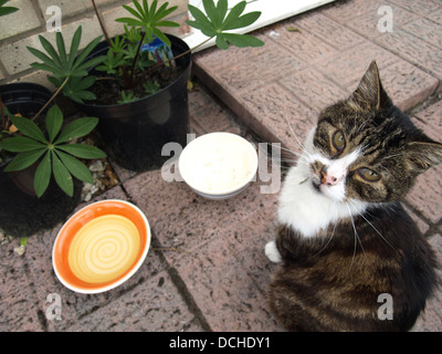 Hungrige Katze von Haustür Stockfoto