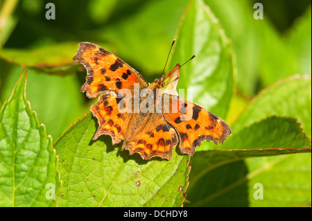 Männlicher Komma-Schmetterling, der sonnenbaden kann Stockfoto