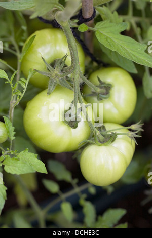 Lycopersicon Esculentum. Grüne Tomaten am Rebstock. Stockfoto