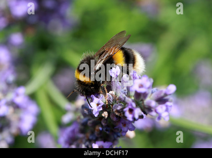 Buff-tailed Hummel, Bombus Terrestris, Apidae, Apoidea, Taillenwespen, Apinae, Hymenoptera. Auf Lavendel. Stockfoto