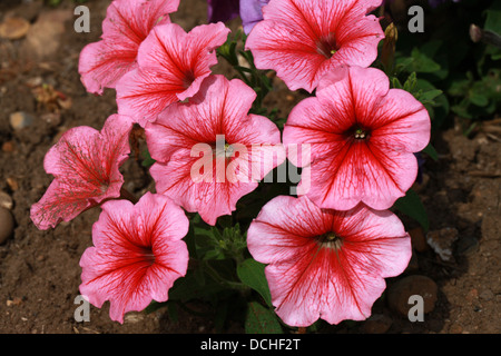 F1-Hybride Petunien, Petunia × Hybrida, Solanaceae. Garten Herkunft. Stockfoto