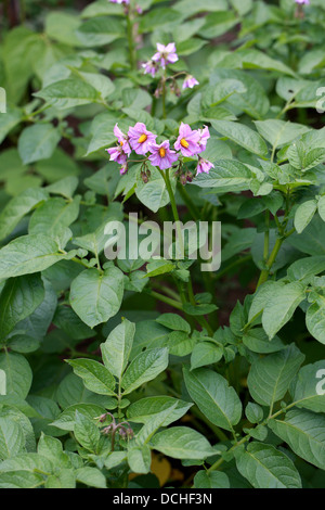 Potato blüht, Solanum Tuberosum, Solanaceae. Stockfoto