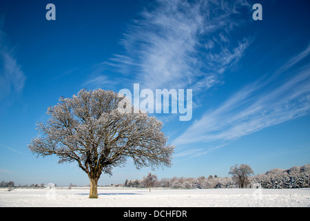 Bäume und Schnee, die Applegarth Kolonialwarenhändler Stockfoto