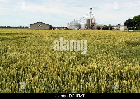 Reifung in einem nördlichen Illinois Bauernhof Feld Weizen. Stockfoto