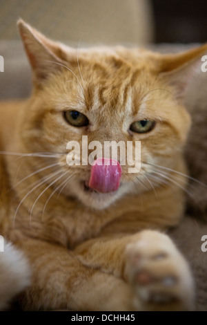 Porträt einer orange Ingwer inländischen kurze Haare Mackrel Tabby Katze (Felis Katzen) leckt seine Nase. Stockfoto