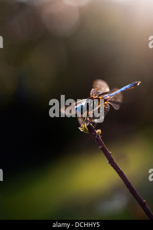 Libelle Makro Fotografieren bei schlechten Lichtverhältnissen Stockfoto