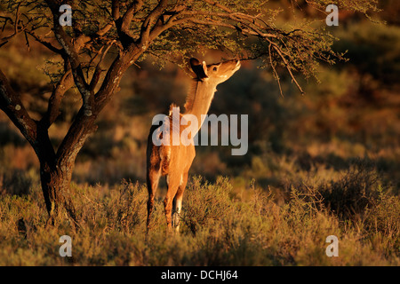 Fütterung Kudu Antilope (Tragelaphus Strepsiceros), Südafrika Stockfoto