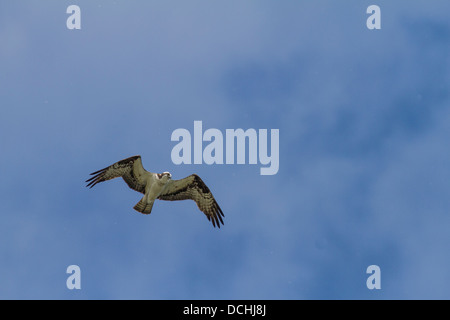 Fischadler (Pandion Haliaetus) im Flug und steigenden gegen blauen Himmel, Raptor, die auf der Suche nach Fisch. Voll und ganz bunte Flügel ausbreiten Stockfoto