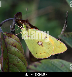 Europäischen gemeinsamen oder dunklen getrübt gelben Schmetterling (Colias Croceus) posiert auf einem Blatt Stockfoto